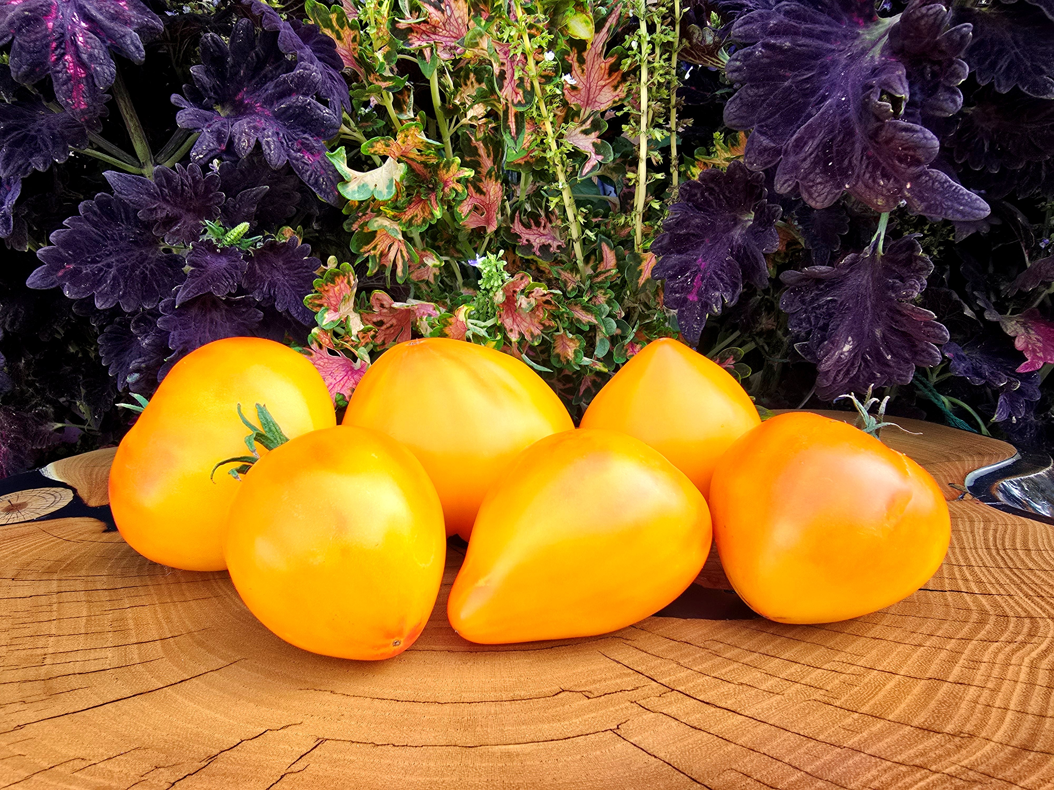 Yellow Tomatoes: PINEAPPLE STRAWBERRY ( Ananasnaya Klubnika) Tomato